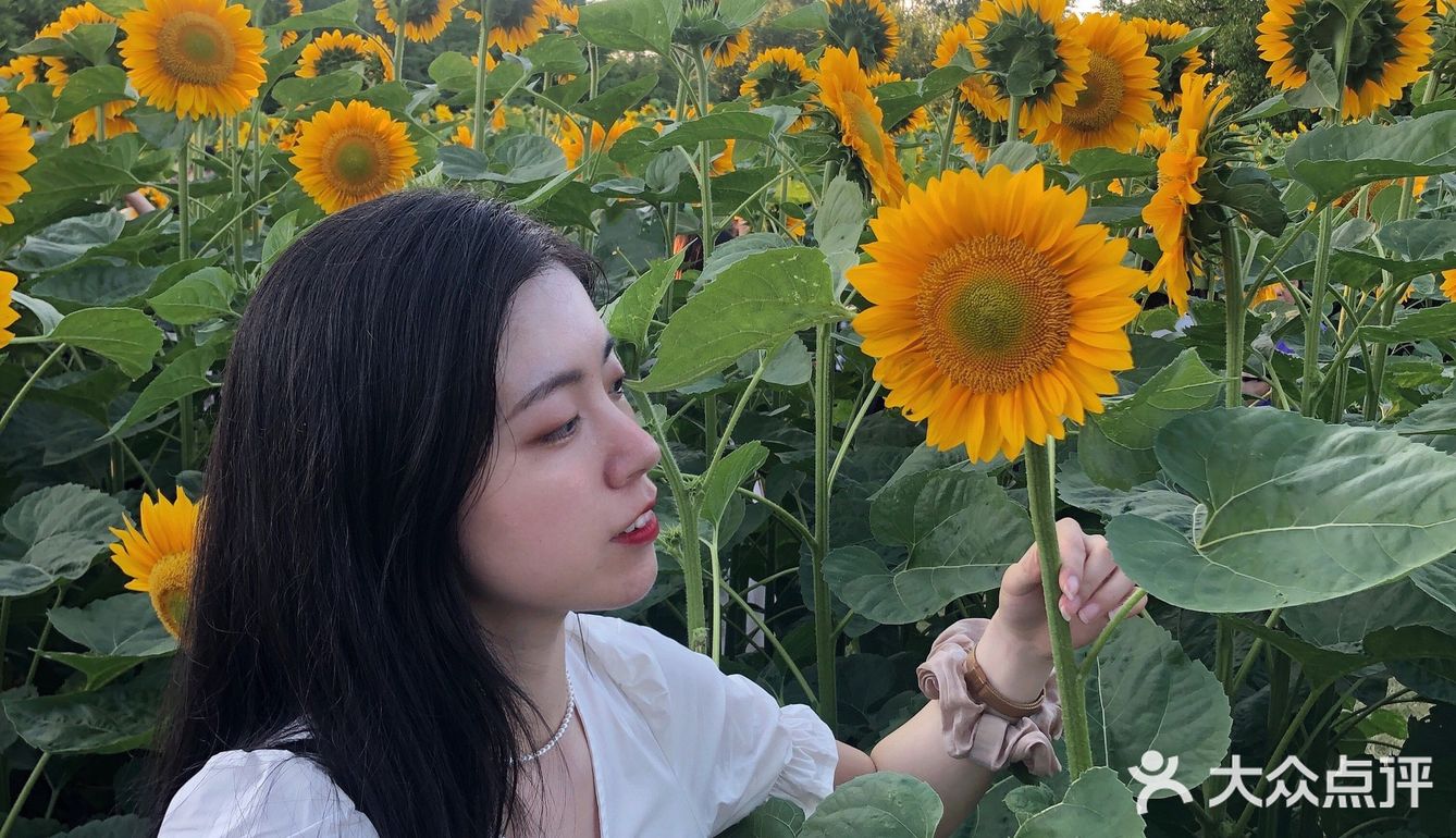 奥森百亩向日葵开啦🌻太美太出片了🌻 