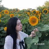 奥森百亩向日葵开啦🌻太美太出片了🌻 
