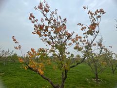 -汉长安城未央宫国家考古遗址公园