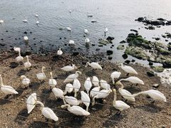 -烟墩角天鹅湖