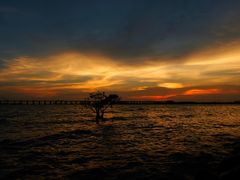 -宝安西湾红树林湿地公园