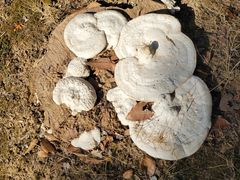 -上海怡沁园度假酒店