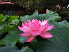 -陈家山荷花公园