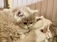 -柚子猫舍·精品猫舍购猫·猫咪认养·购宠·宠物店
