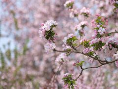 -海棠花溪(元大都城垣遗址公园)