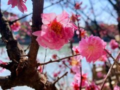 -望江楼公园