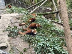 -都江堰中华大熊猫苑