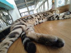 -猫小院猫主题咖啡厅(北锣店)