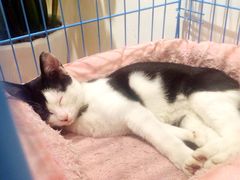 -猫的天空之城概念书店(杭州南宋御街店)