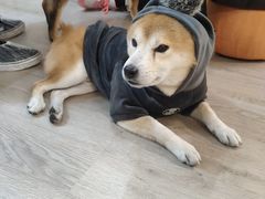 -柴迷FANS CLUB·柴犬狗咖·猫咖