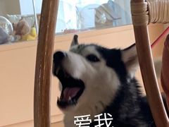 -Husky Go! 哈士奇体验馆·宠物咖啡厅狗咖