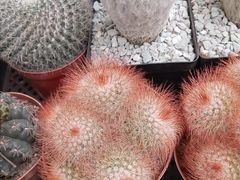 -秦美花卉(天朗·莱茵小城2期店)