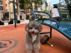 -艾贝尔宠物医院 ·内科全科(梁溪路店)