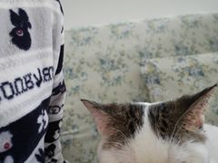 -御宝贝·A梦猫科宠物医院(国际猫友好医院)