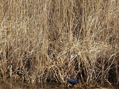 -泸沽湖国家级风景名胜区走婚桥
