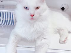 -东方名猫馆·英短金渐层布偶猫舍(环线广场1号楼店)