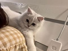 -猫大福·Fortune Cat猫舍(百子湾店)