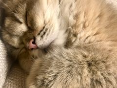 -猫大福·Fortune Cat猫舍(百子湾店)