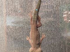 -上海大自然野生昆虫馆(东方明珠·爬宠昆虫探索中心)