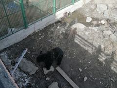 -新疆天山野生动物园