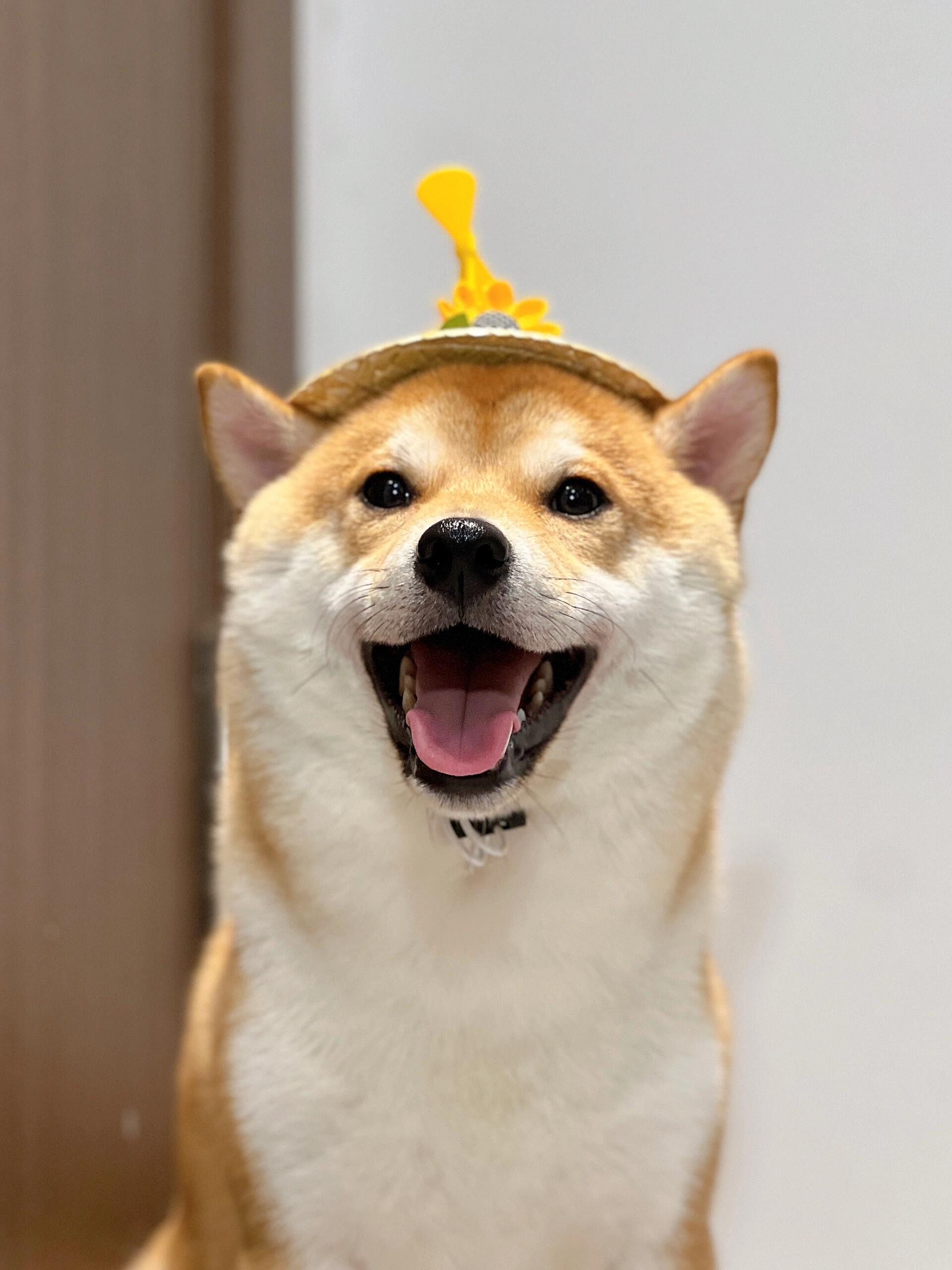 狗狗微笑攻势来袭