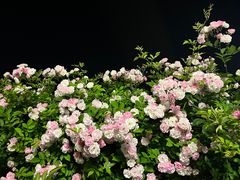 -南京眼步行桥
