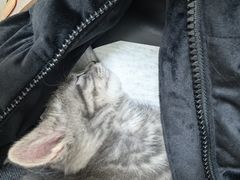 -纳吉亚猫专科动物医院博雅分院