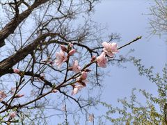 -桃花堤公园