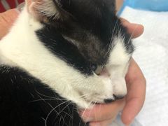 -可蒙动物医院·猫科·骨科中心(首义路店)