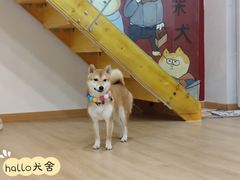 -南京Hallo宠物乐园·哈罗犬舍·柴犬繁育基地