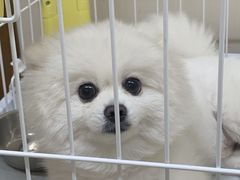 -多卡布奇宠物生活馆(上林世家店)