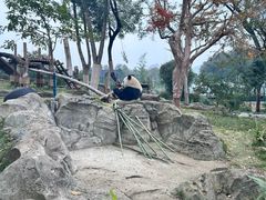 -武汉动物园
