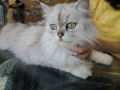 -瞄一喵猫咖(格力海岸店)