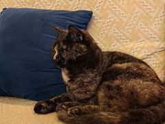 -Sirena海妖日咖夜酒