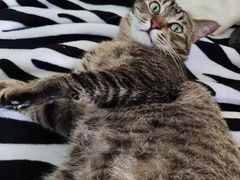 -爱诺耐芙动物医院(万博店)