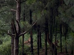 -云南野生动物园