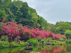 -深圳仙湖植物园