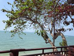 -卷心菜和避孕套餐厅(Pattaya)