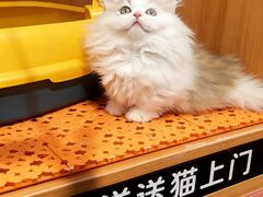-欣宠猫屋·矮脚拿破仑·蓝金金渐层