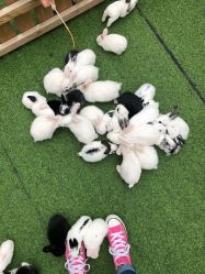 -萌宠亲子动物乐园(槐房万达店)