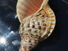 -青岛贝壳博物馆