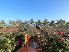 -亚龙湾国际玫瑰谷