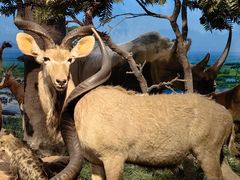 -国家自然博物馆