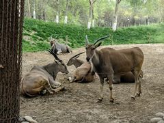-北京野生动物园