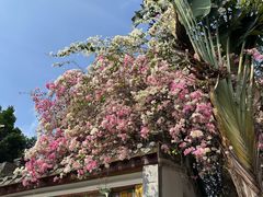 -深圳国际园林花卉博览园