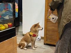 -柴迷FANS CLUB·柴犬狗咖·猫咖