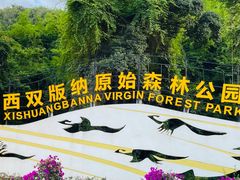 -西双版纳原始森林公园