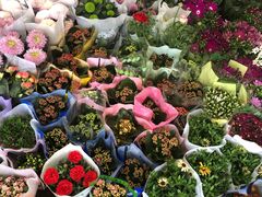 -龙大花卉苗木市场