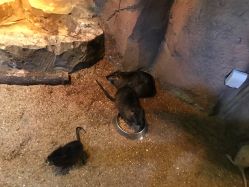 -酷嗒动物文化乐园(cutezoo西溪乐天城店)