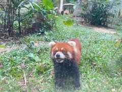 -深圳野生动物园